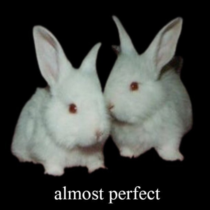two white rabbits on black, captioned almost perfect